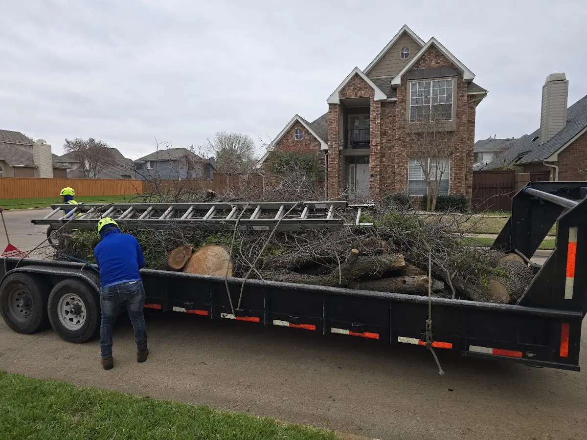 Expert Tree Removal with proper safety equipment in Mount Morris